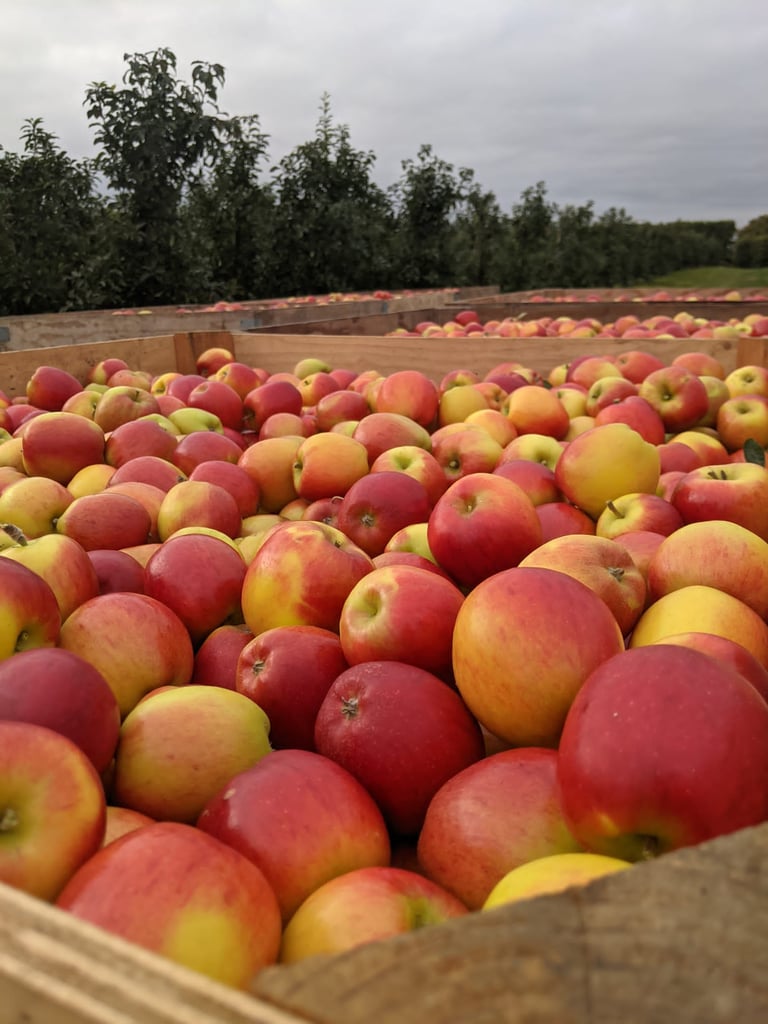 British JAZZ™ apples featured in insideKENT magazine celebrating 20 years in the UK